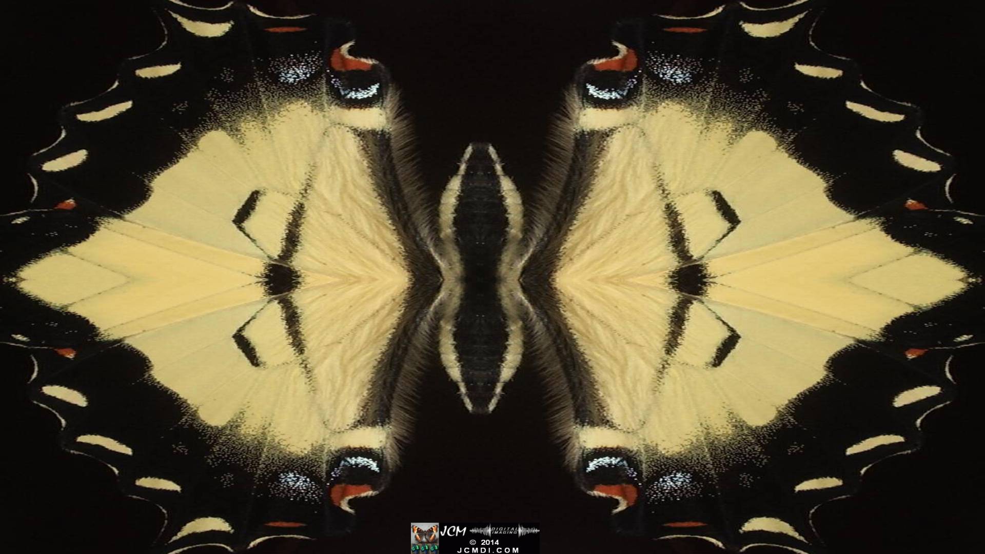 Western Tiger Swallowtail (Papilio rutulus) Quadroscopic artwork image